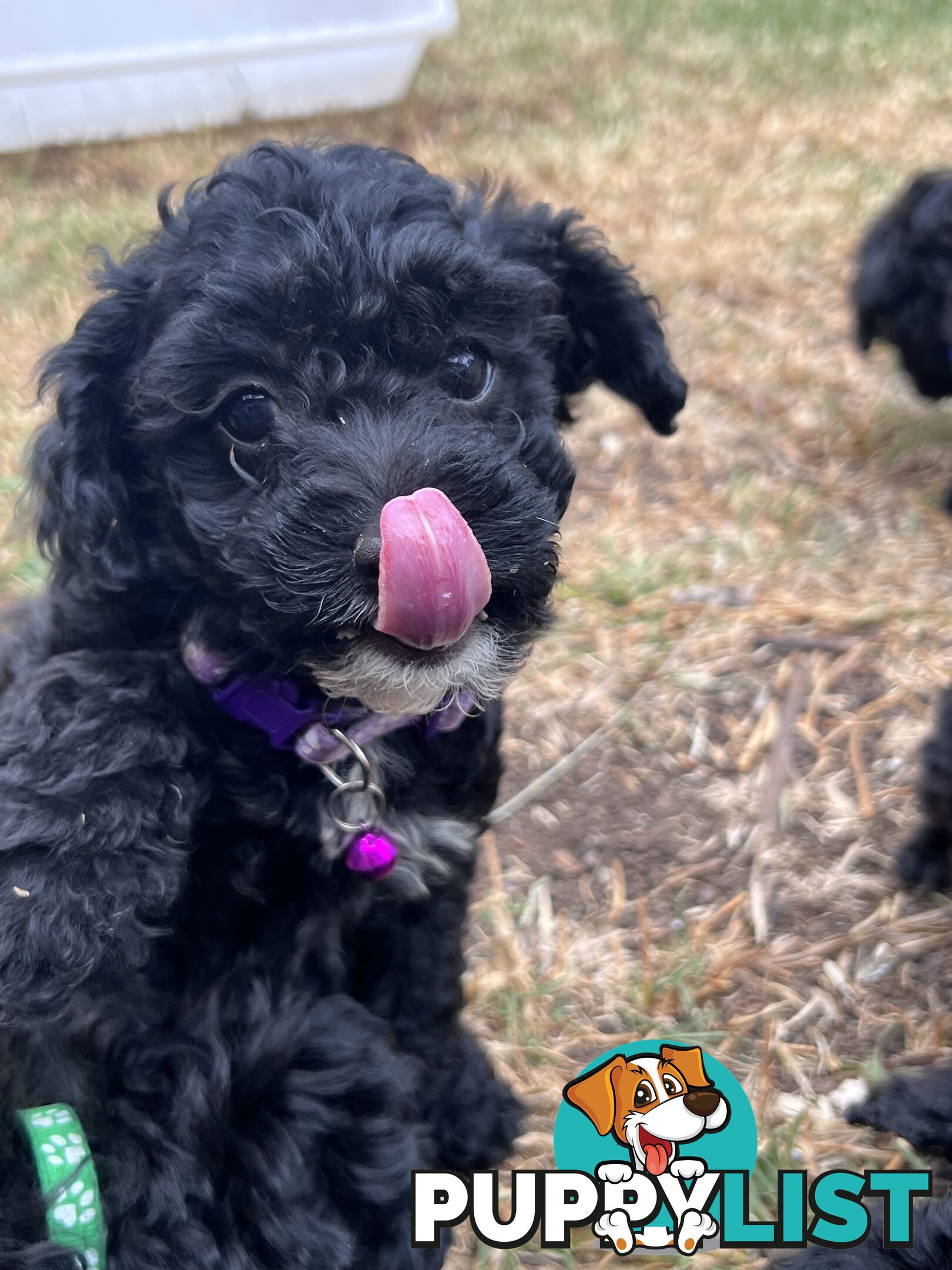 Black Toy Poodle x Cavoodle puppies