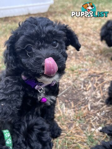 Black Toy Poodle x Cavoodle puppies