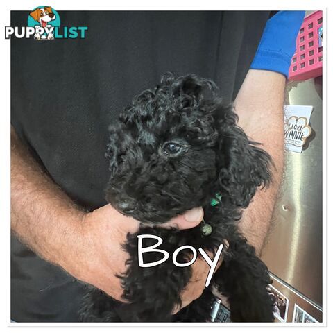 Black Toy Poodle x Cavoodle puppies