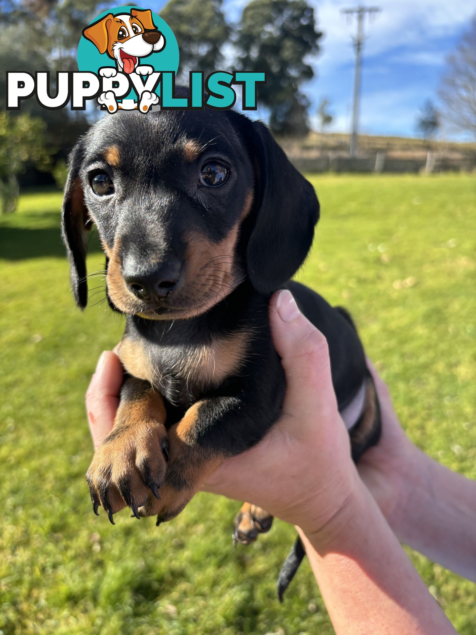 Miniature Short Hair Dachshunds Puppies