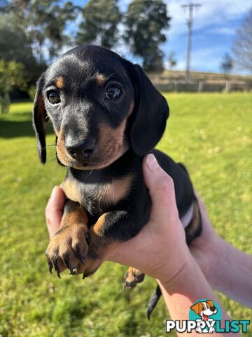 Miniature Short Hair Dachshunds Puppies