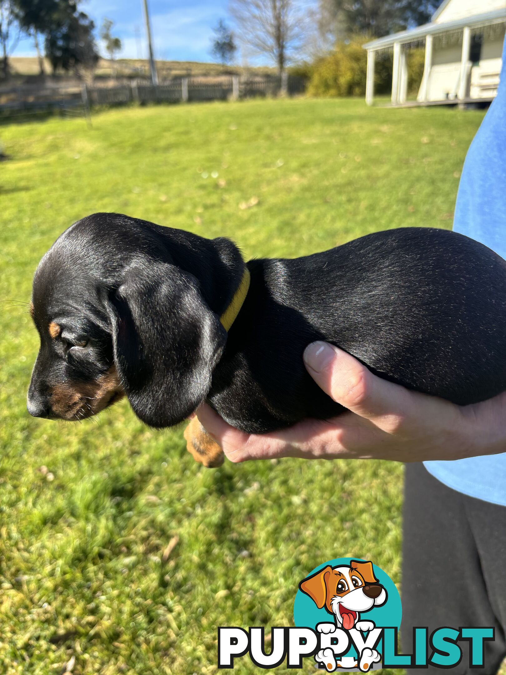 Miniature Short Hair Dachshunds Puppies