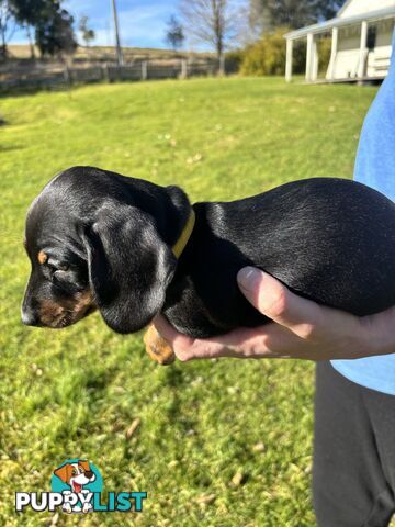 Miniature Short Hair Dachshunds Puppies