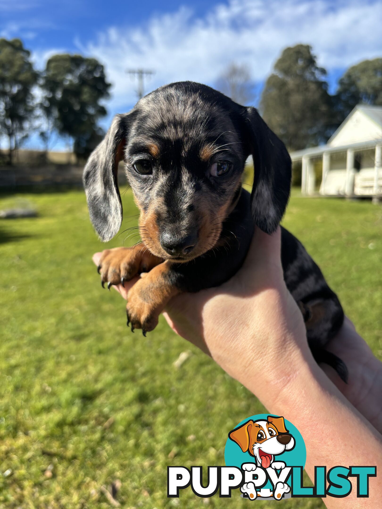 Miniature Short Hair Dachshunds Puppies