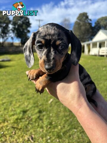 Miniature Short Hair Dachshunds Puppies