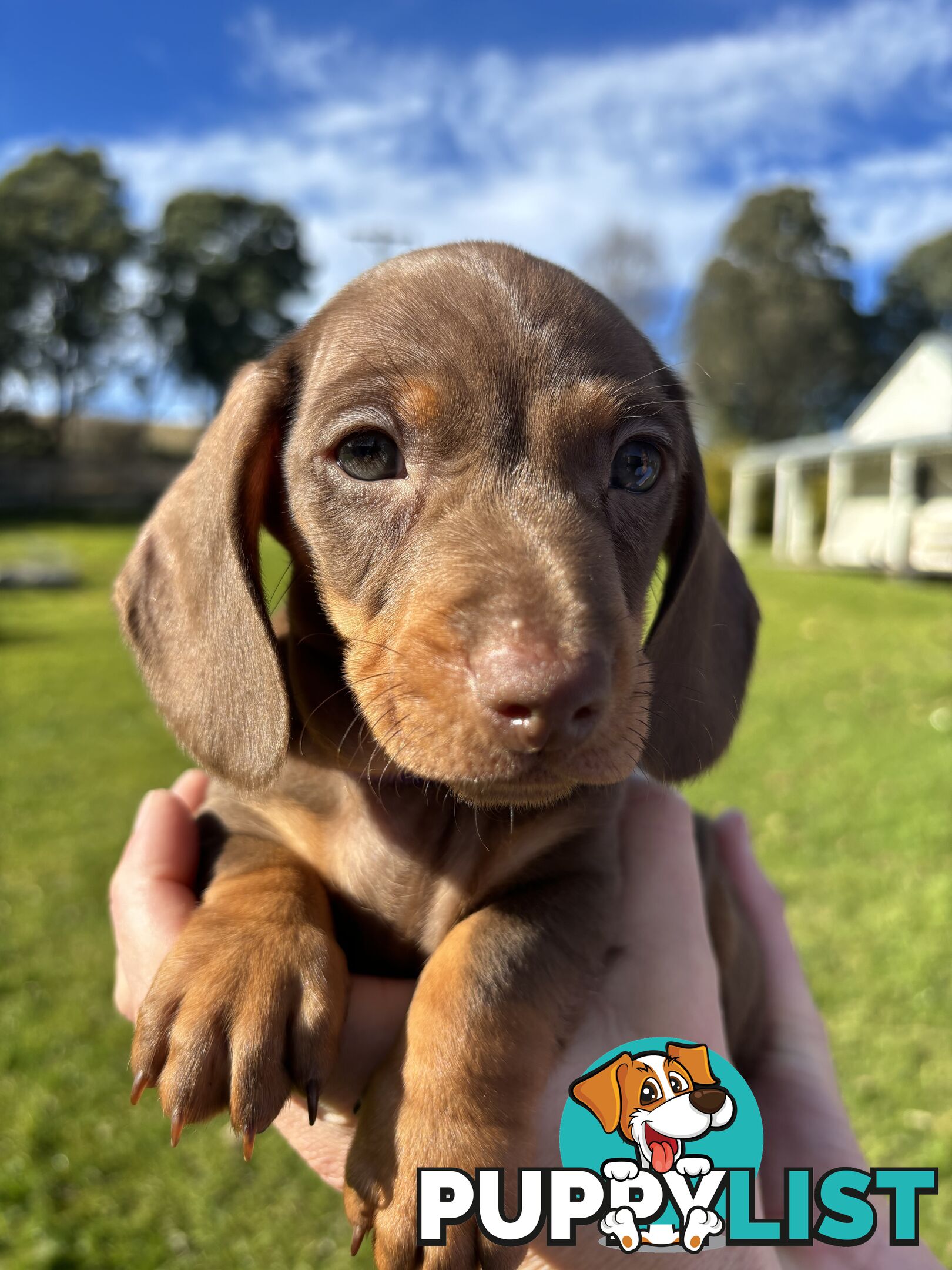 Miniature Short Hair Dachshunds Puppies