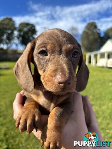 Miniature Short Hair Dachshunds Puppies