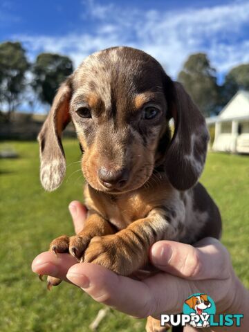 Miniature Short Hair Dachshunds Puppies