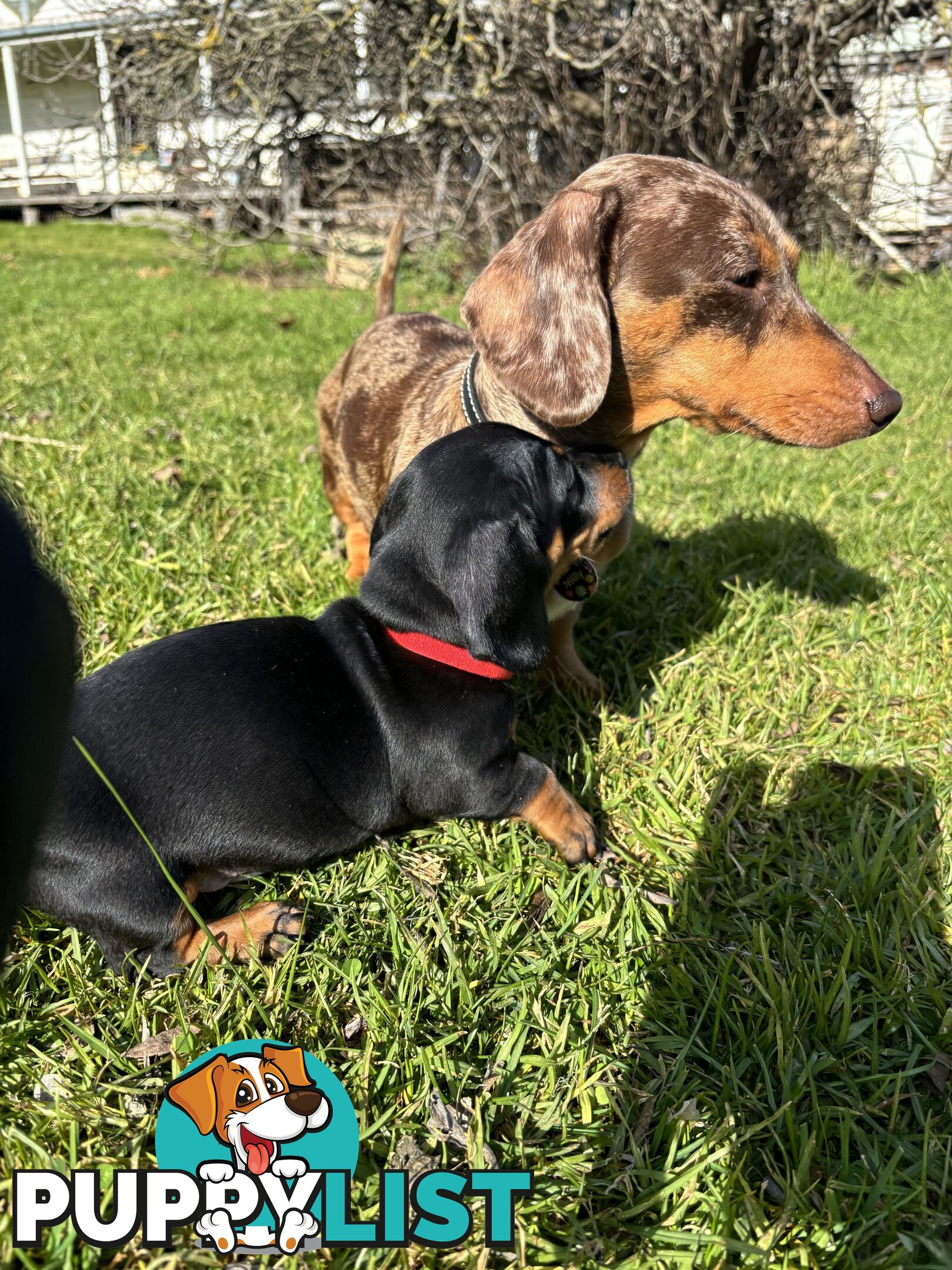 Miniature Short Hair Dachshunds Puppies