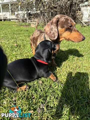 Miniature Short Hair Dachshunds Puppies