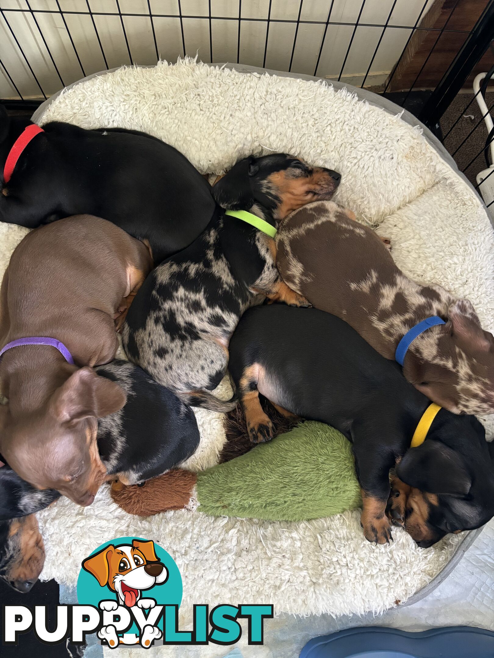 Miniature Short Hair Dachshunds Puppies