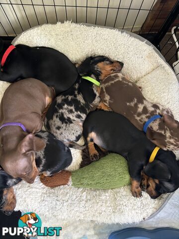 Miniature Short Hair Dachshunds Puppies