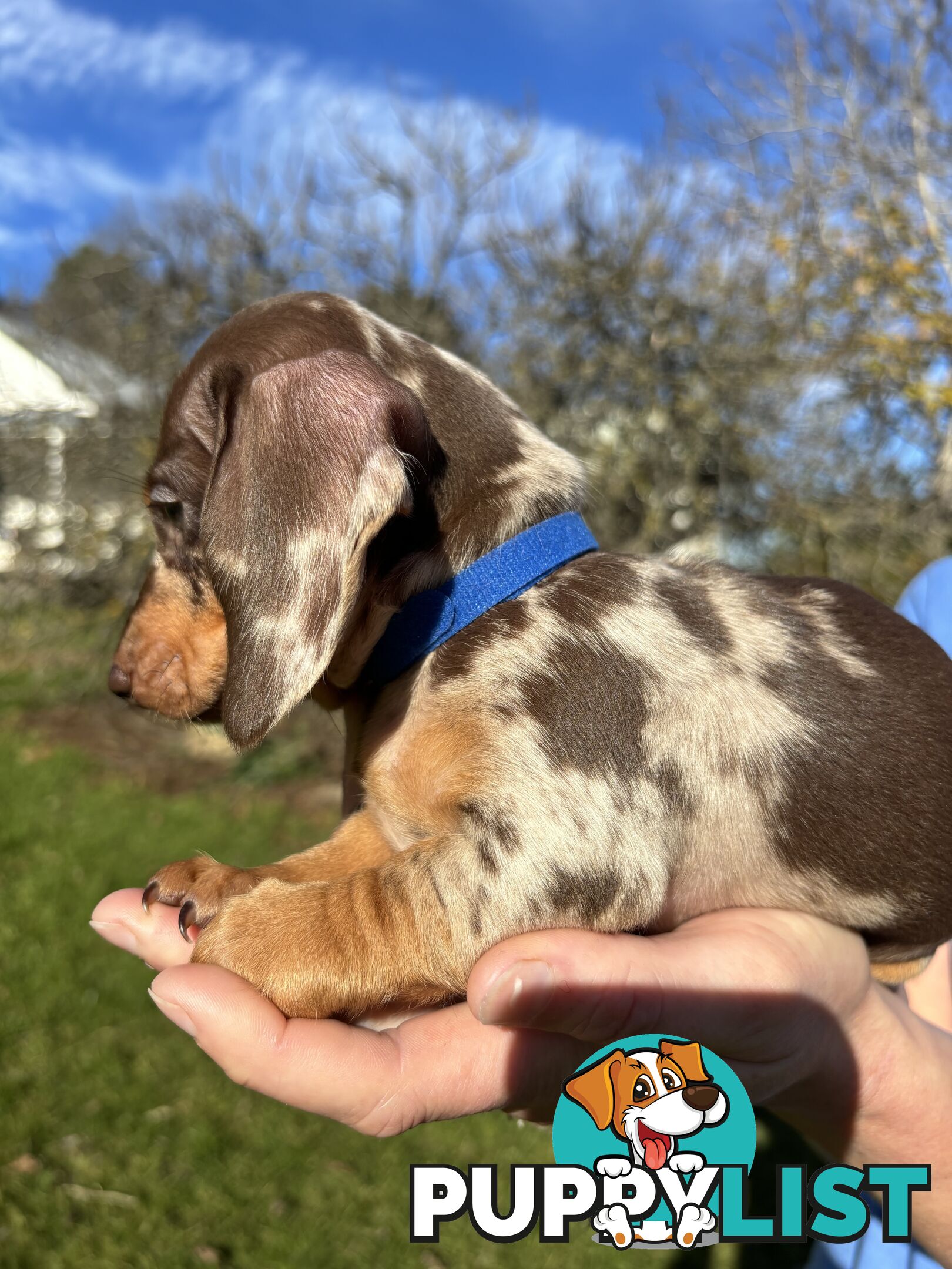 Miniature Short Hair Dachshunds Puppies