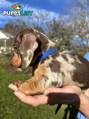 Miniature Short Hair Dachshunds Puppies