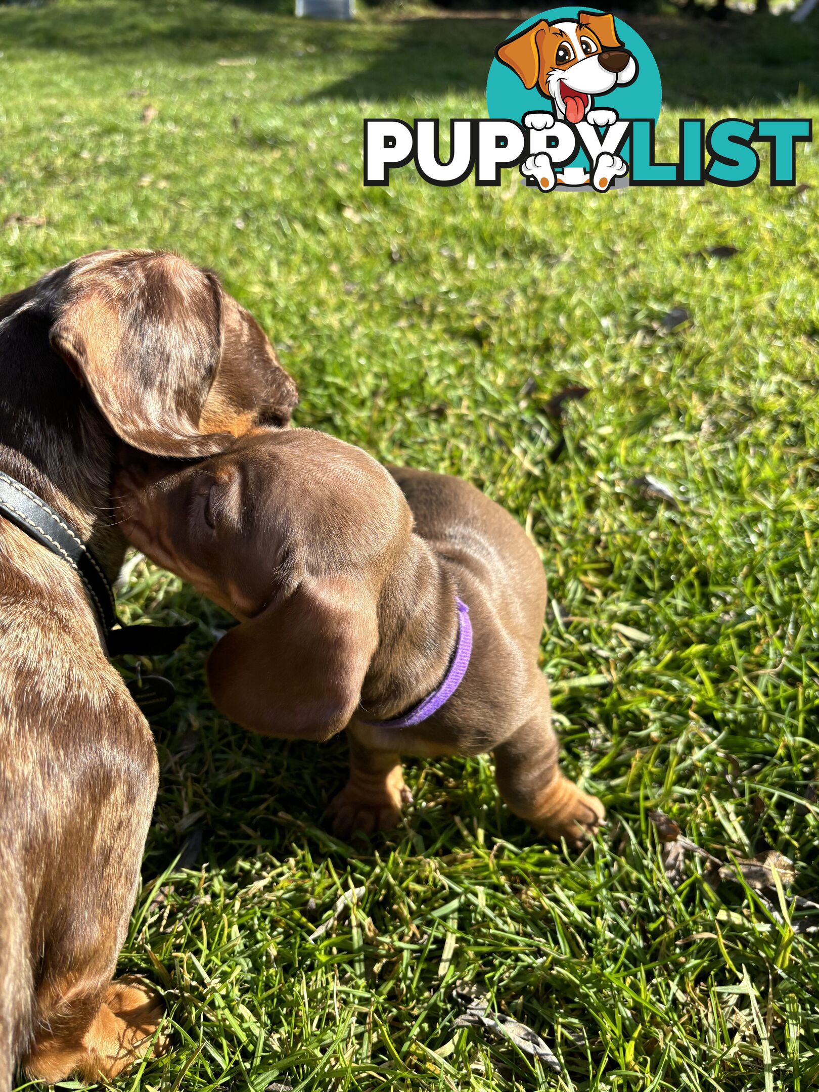 Miniature Short Hair Dachshunds Puppies