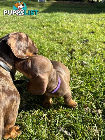 Miniature Short Hair Dachshunds Puppies
