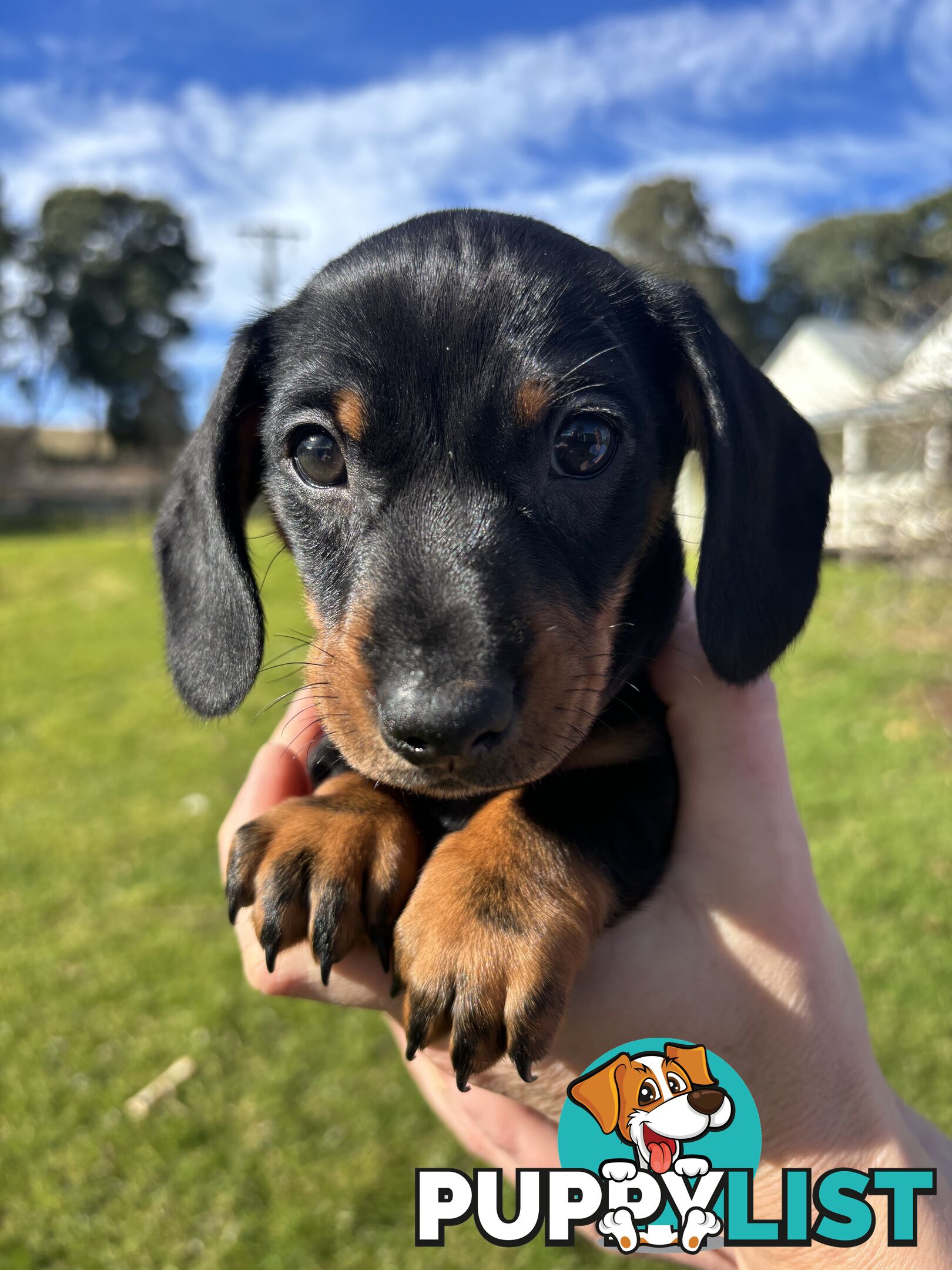 Miniature Short Hair Dachshunds Puppies