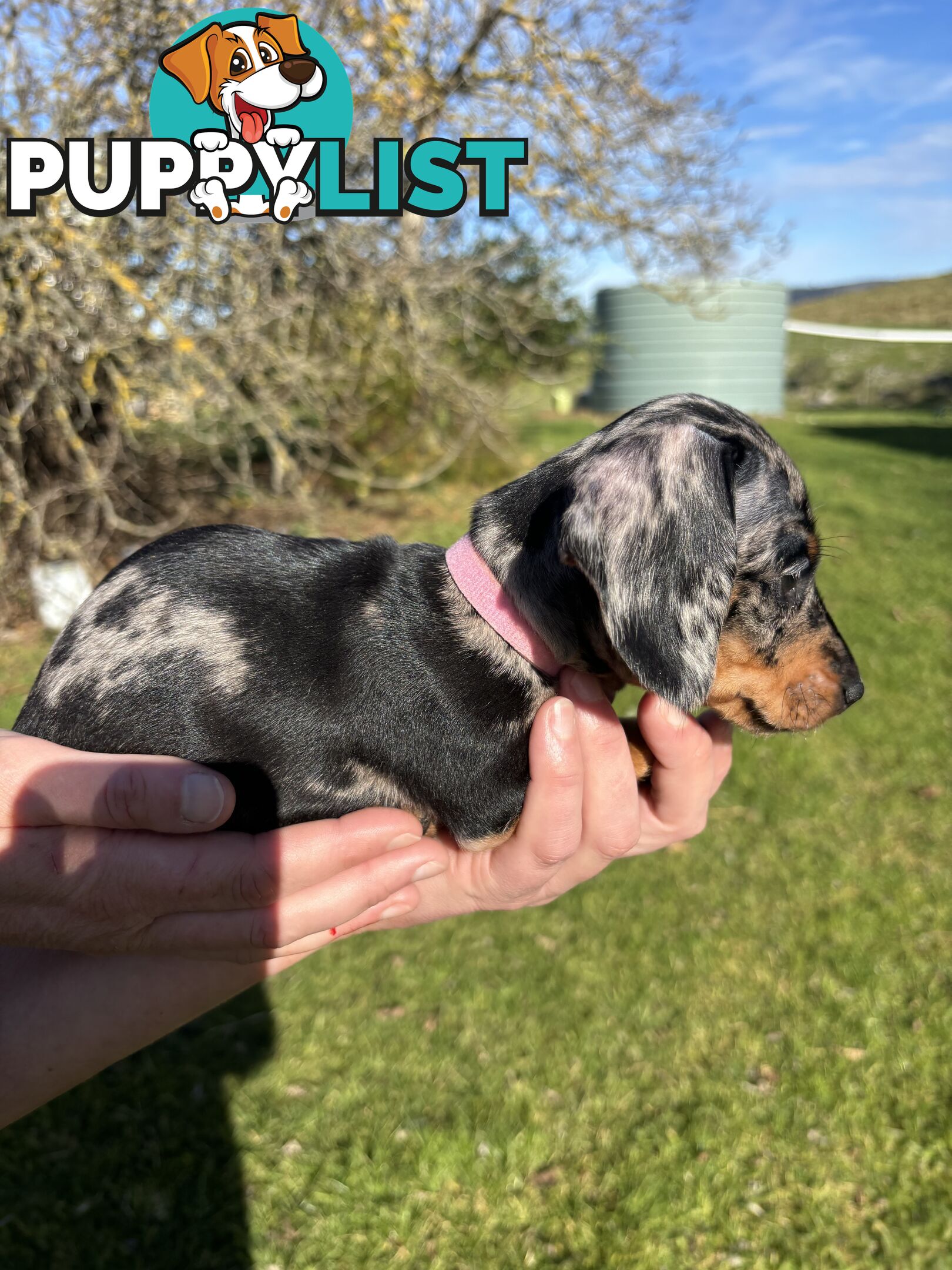 Miniature Short Hair Dachshunds Puppies