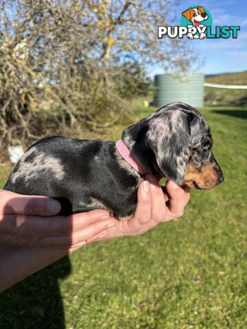 Miniature Short Hair Dachshunds Puppies