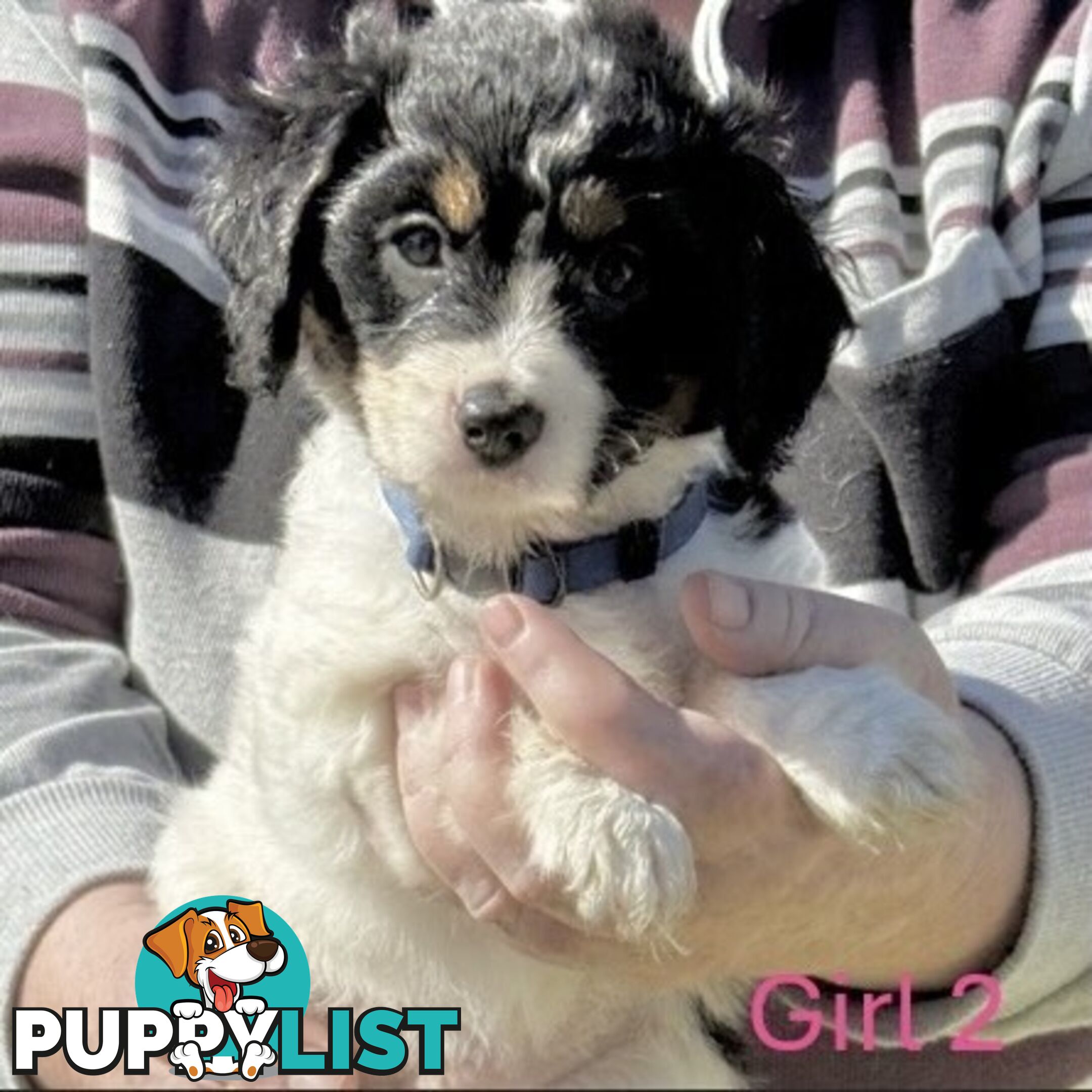 10 Mixed Beagle cross puppies for sale