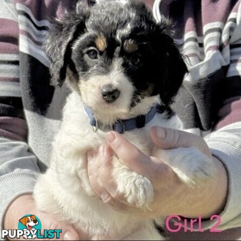 10 Mixed Beagle cross puppies for sale