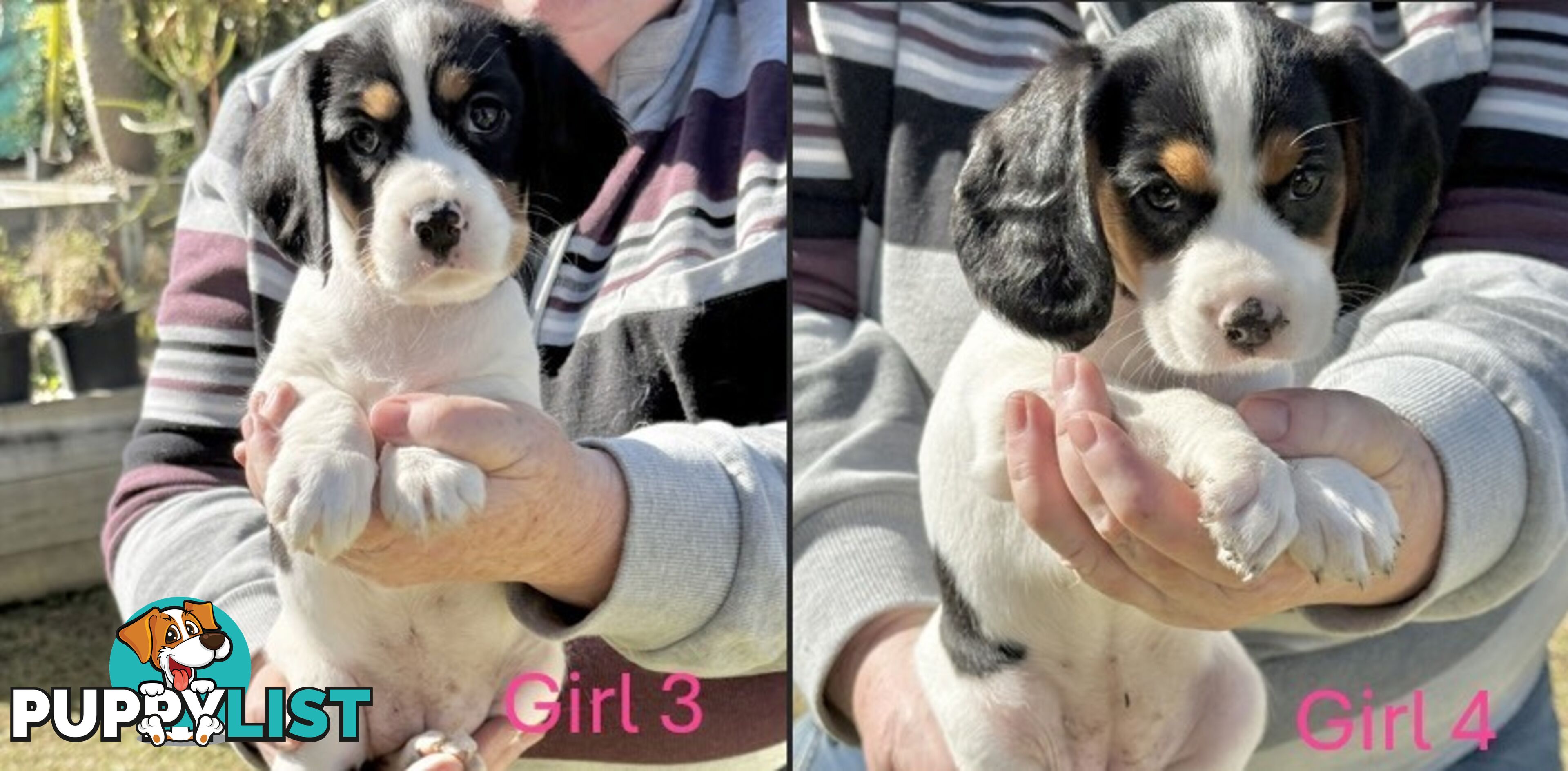10 Mixed Beagle cross puppies for sale