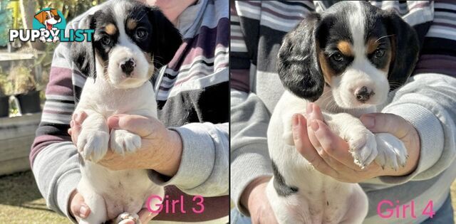 10 Mixed Beagle cross puppies for sale