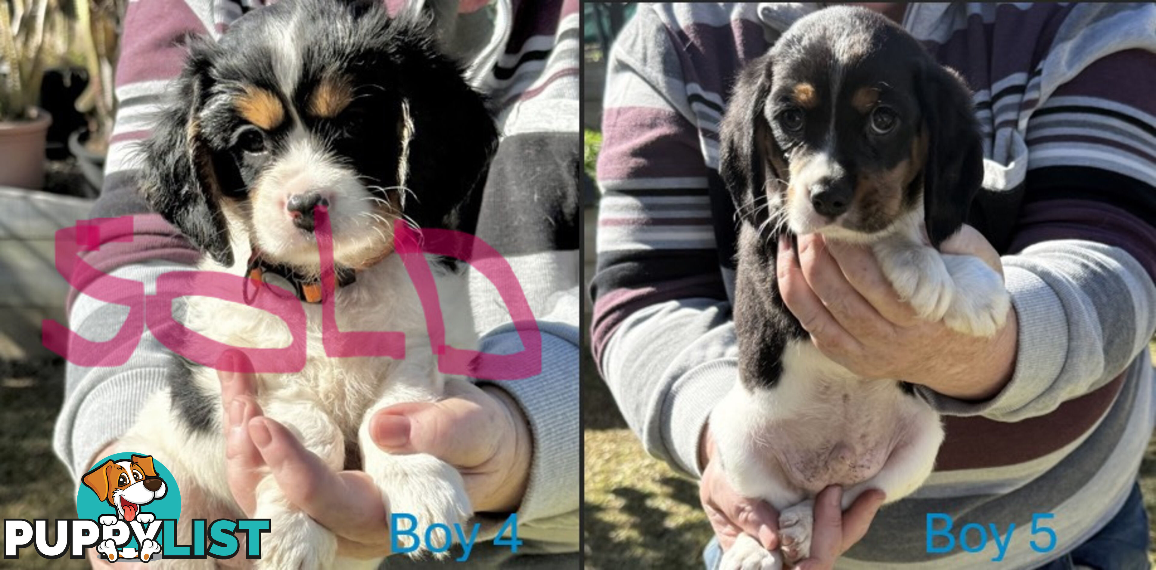10 Mixed Beagle cross puppies for sale