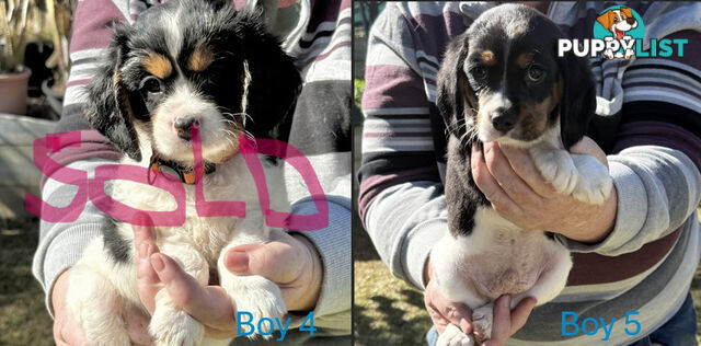10 Mixed Beagle cross puppies for sale