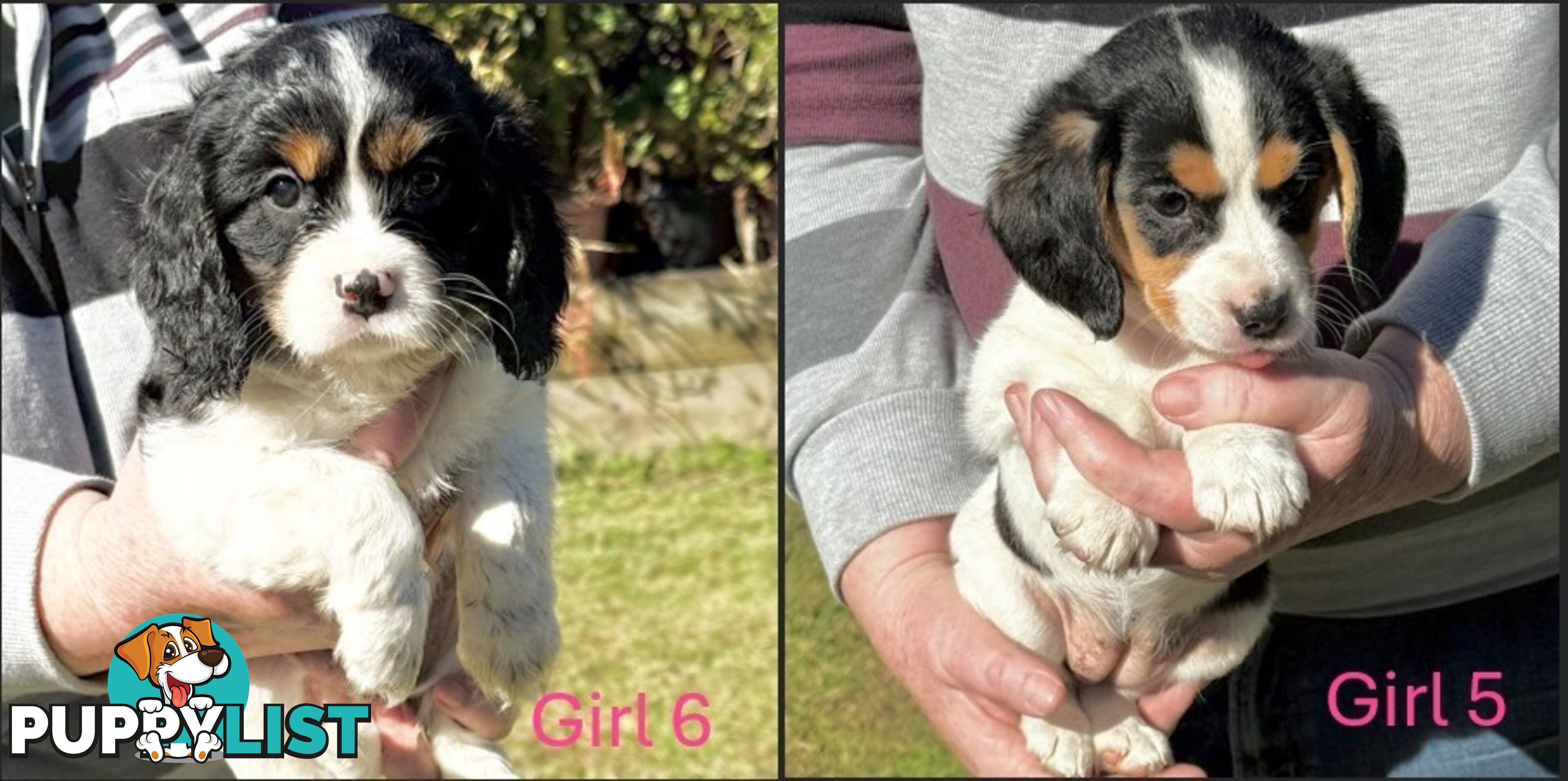 10 Mixed Beagle cross puppies for sale