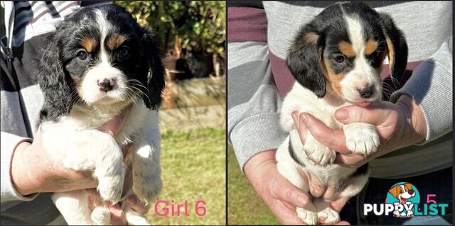 10 Mixed Beagle cross puppies for sale