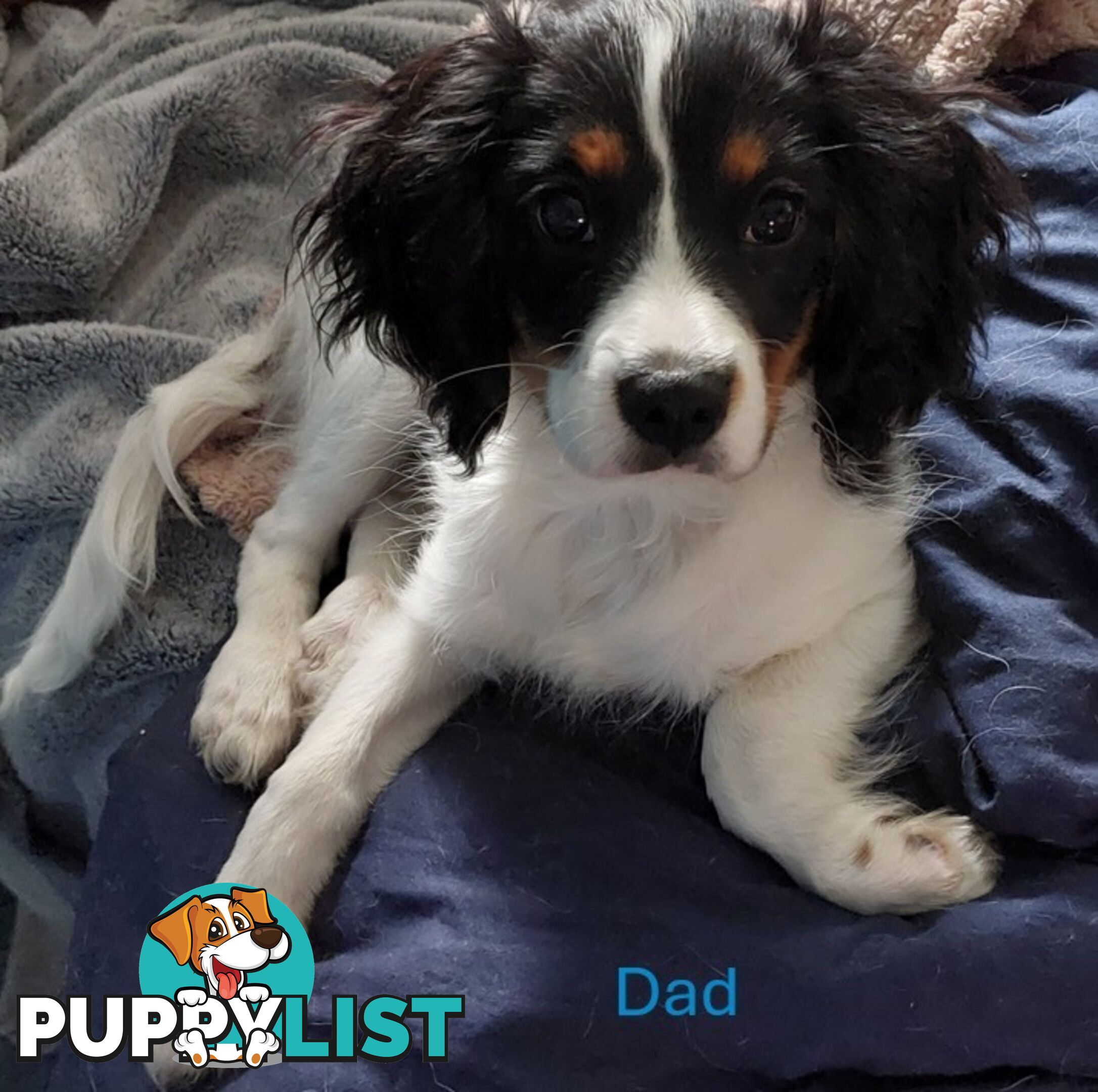 10 Mixed Beagle cross puppies for sale