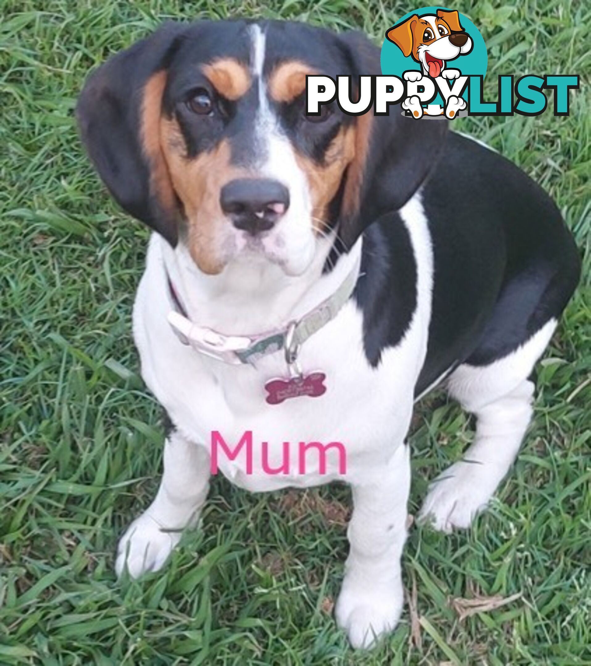 10 Mixed Beagle cross puppies for sale
