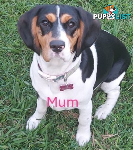 10 Mixed Beagle cross puppies for sale