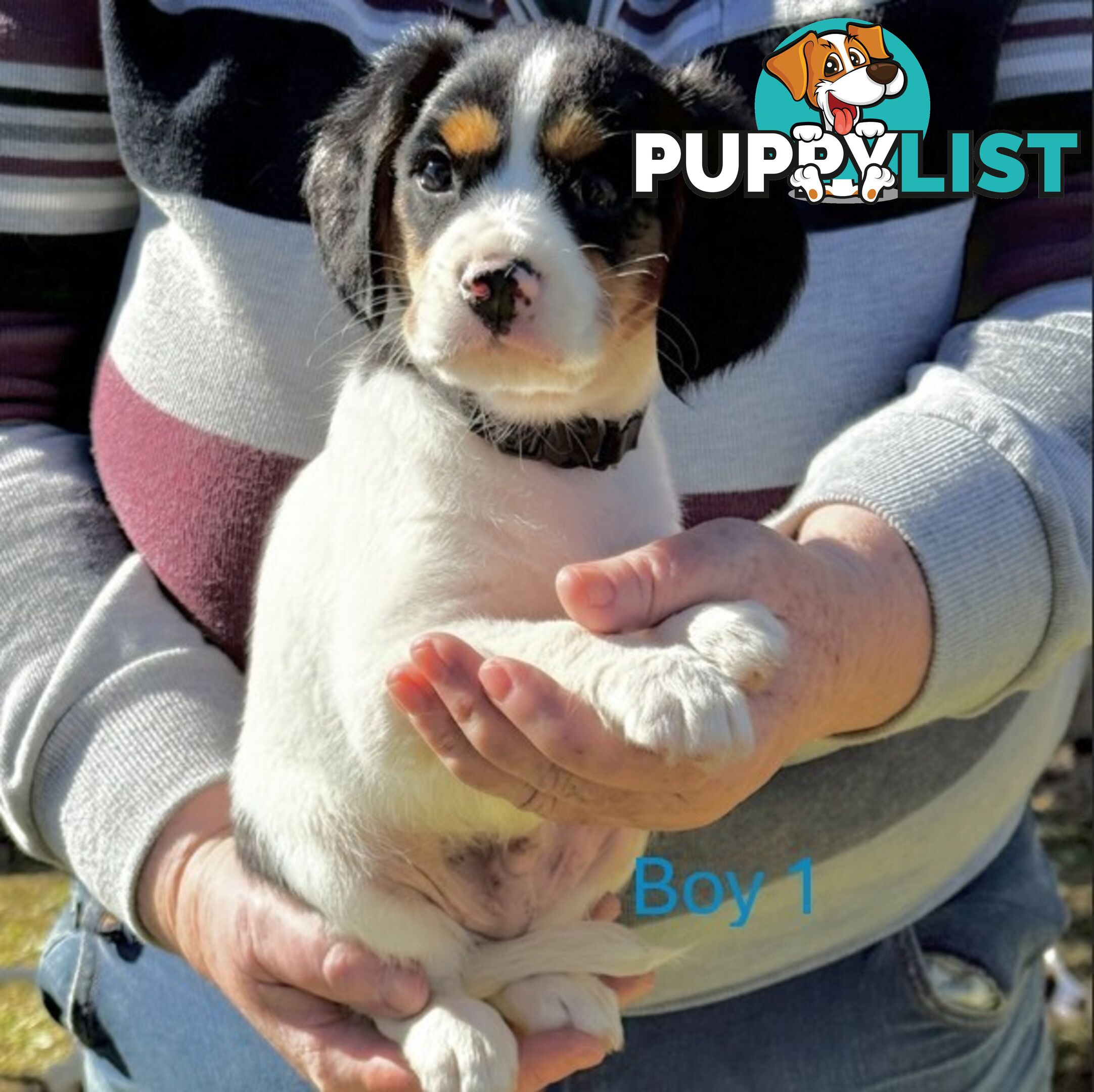 10 Mixed Beagle cross puppies for sale