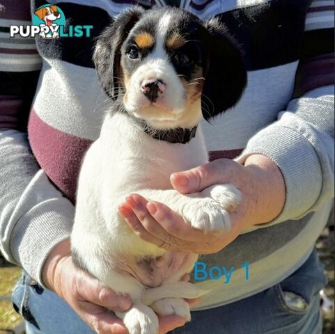 10 Mixed Beagle cross puppies for sale