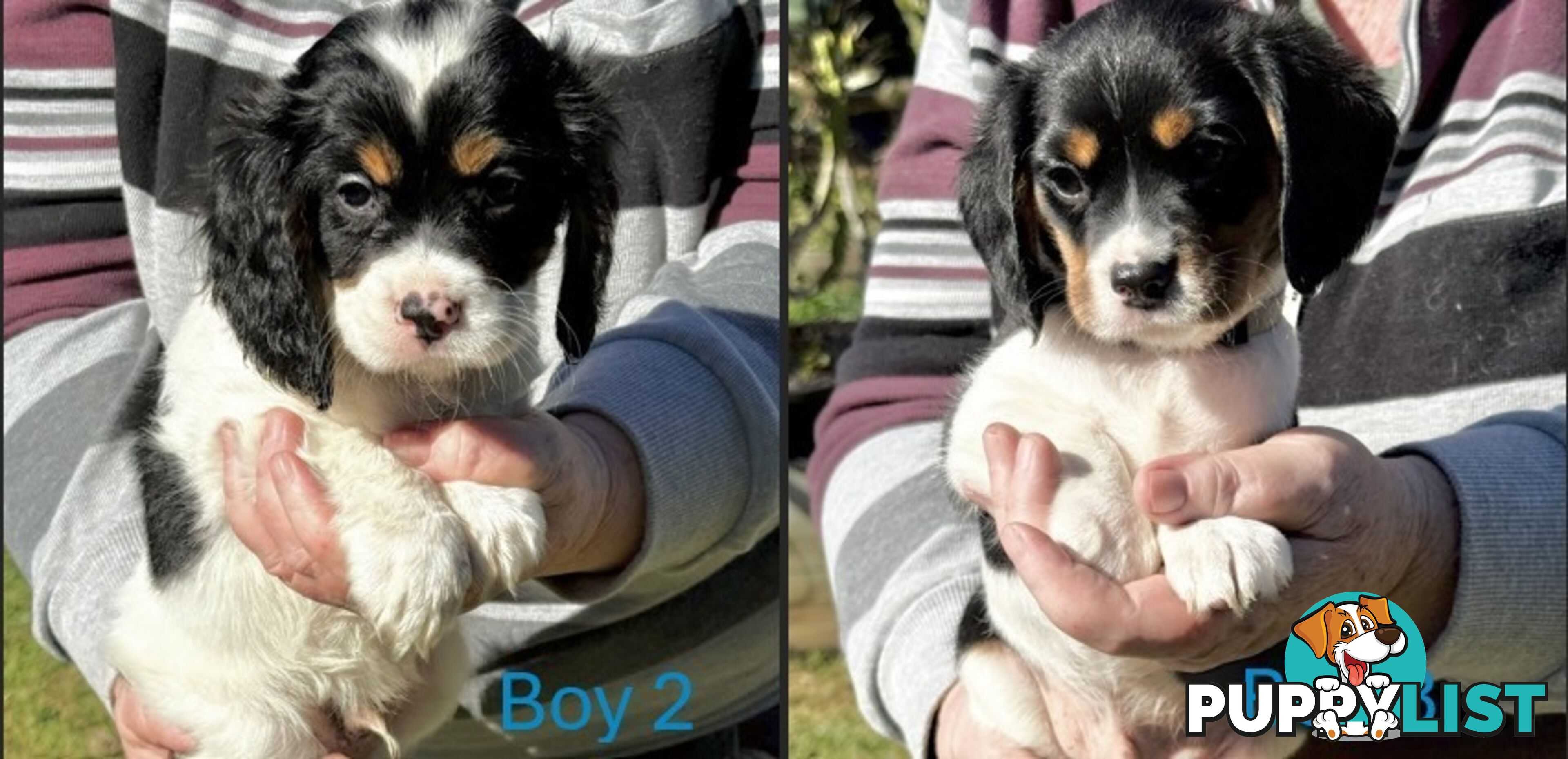 10 Mixed Beagle cross puppies for sale