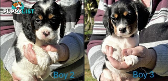 10 Mixed Beagle cross puppies for sale