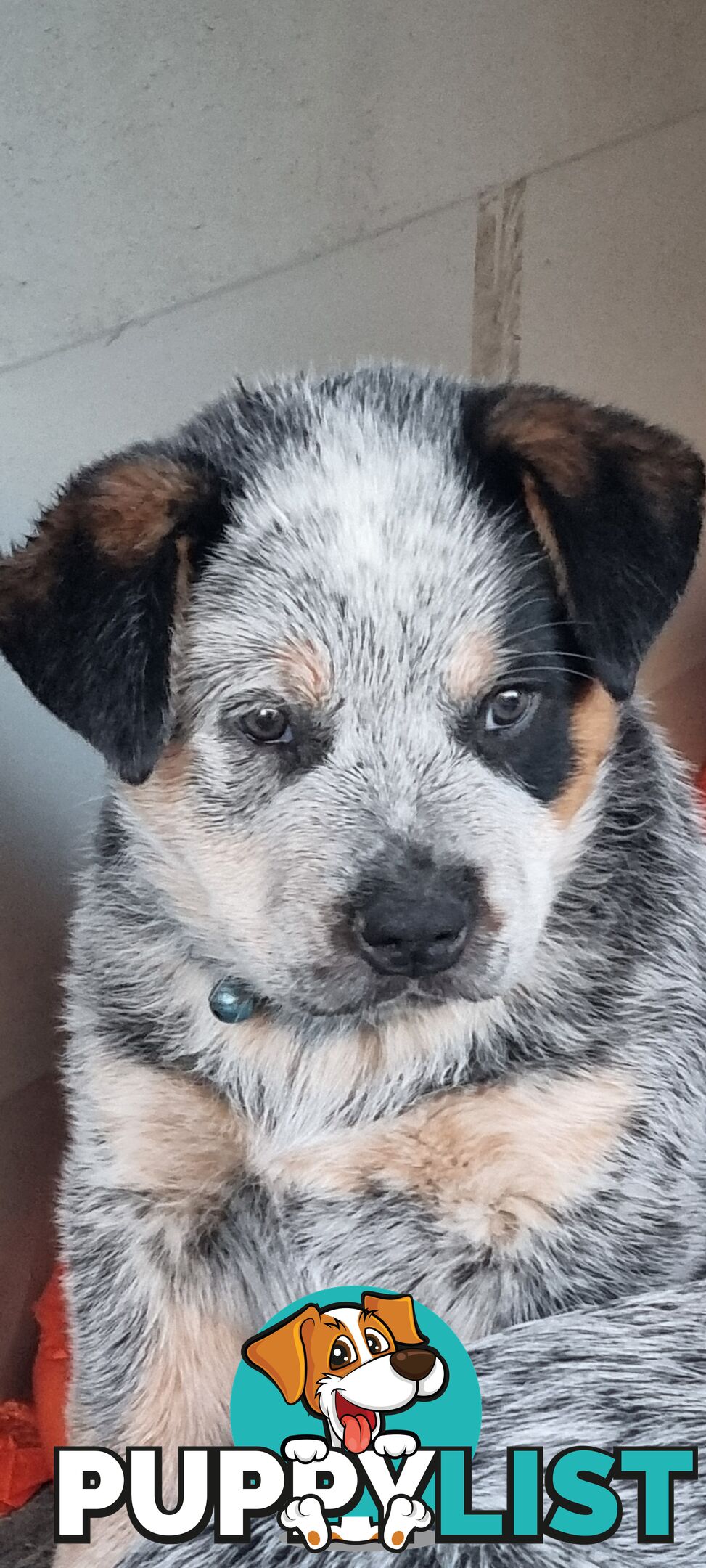 Australian Cattle Dog