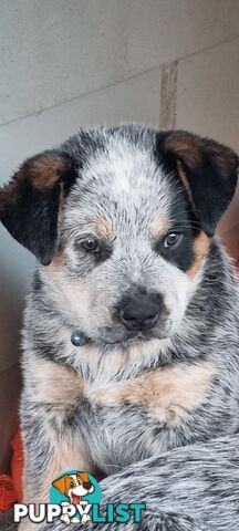 Australian Cattle Dog