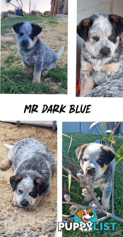Australian Cattle Dog