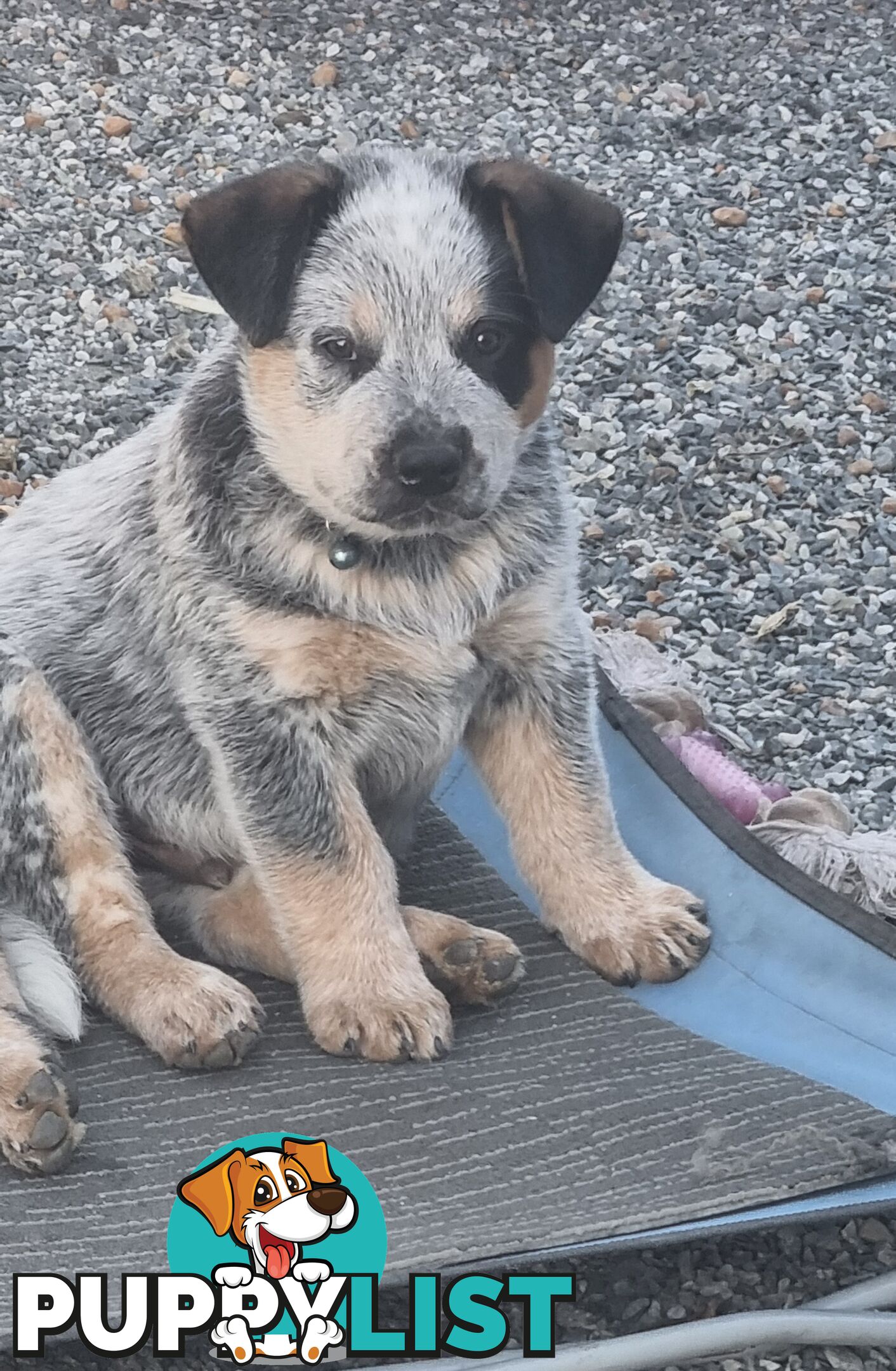 Australian Cattle Dog