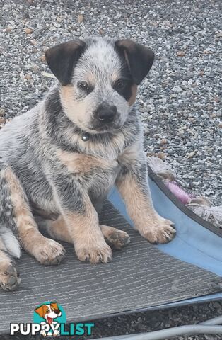 Australian Cattle Dog