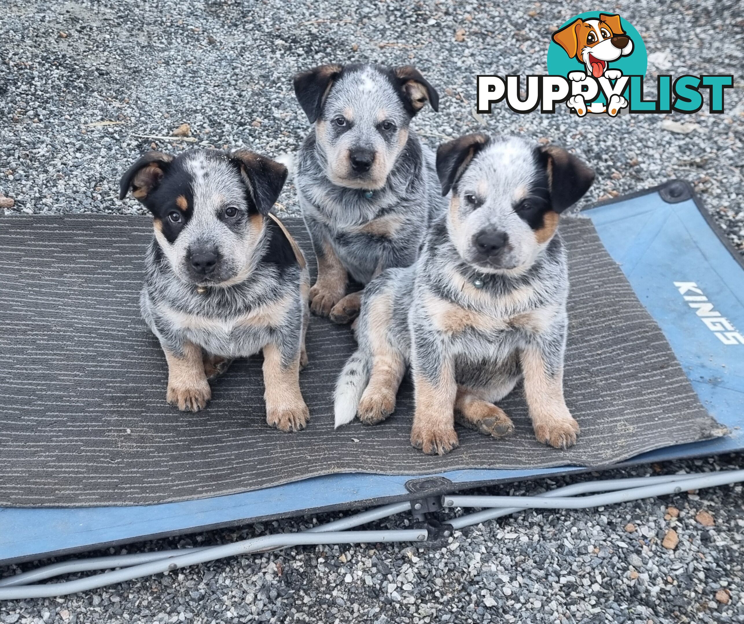 Australian Cattle Dog
