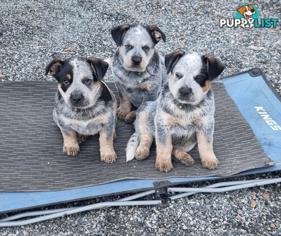 Australian Cattle Dog