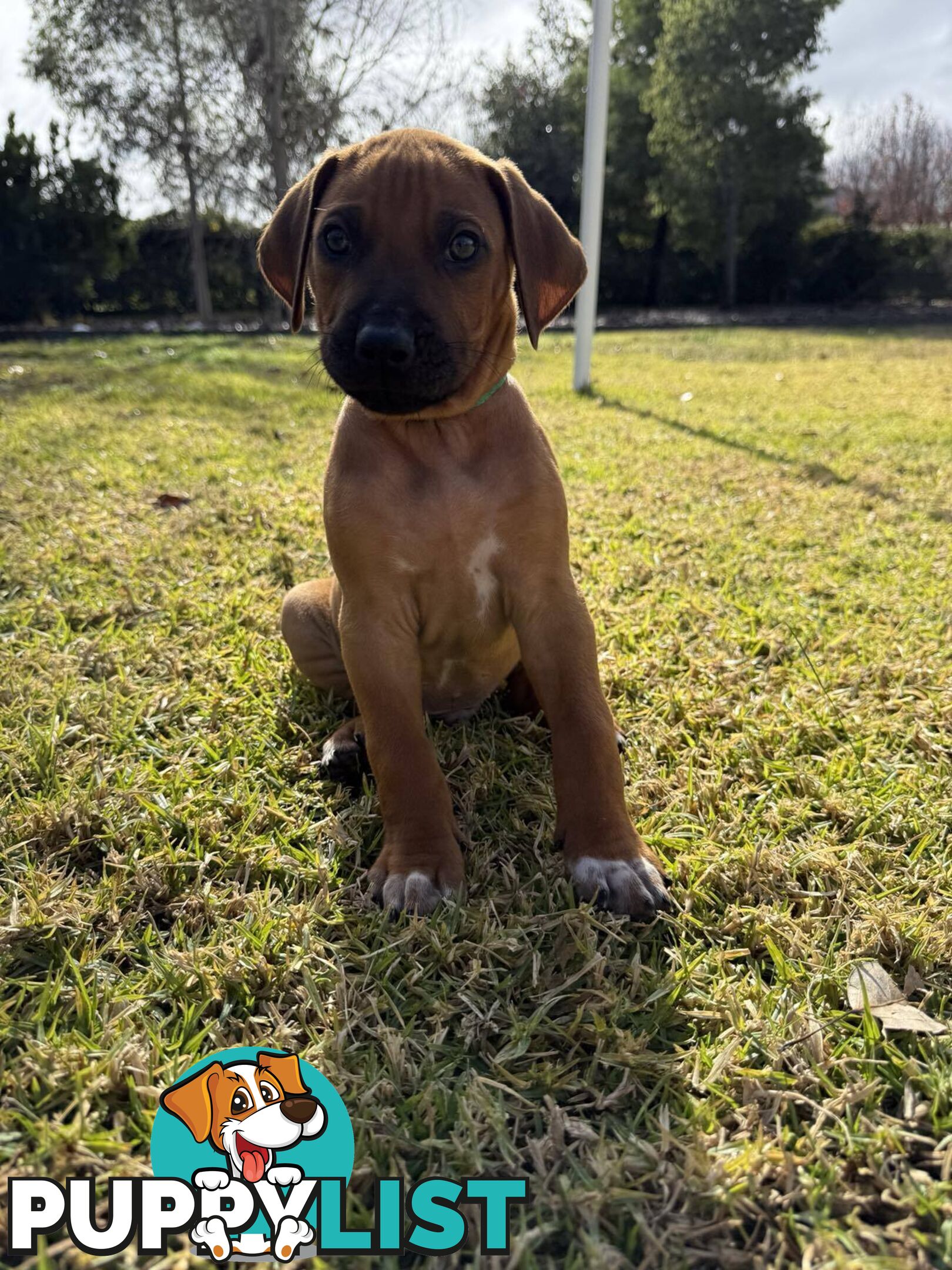 Rhodesian Ridgeback Puppies