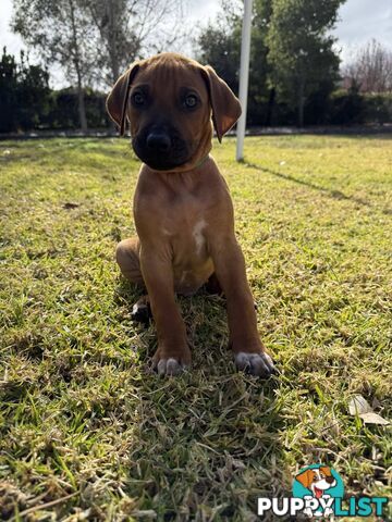 Rhodesian Ridgeback Puppies