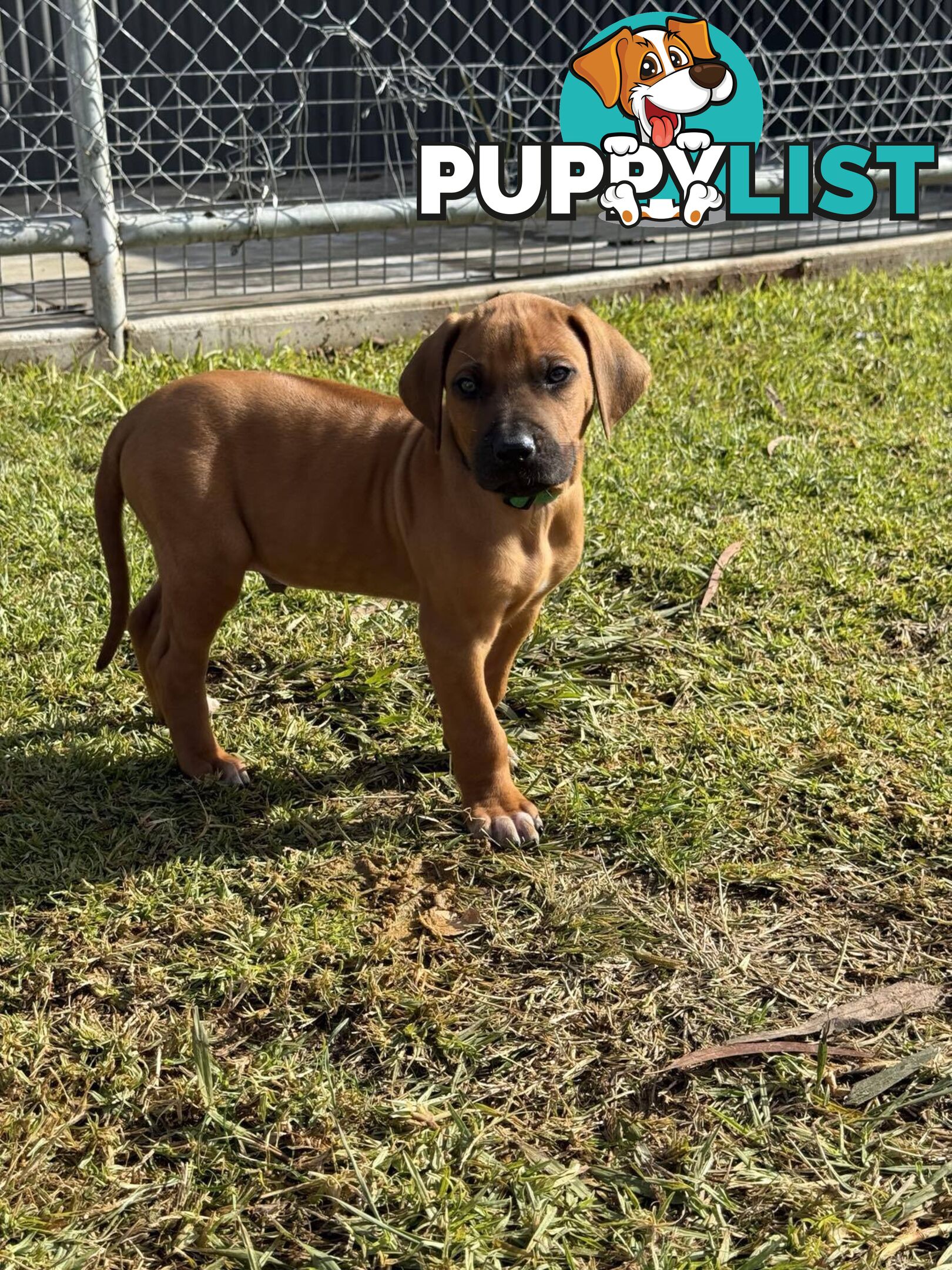 Rhodesian Ridgeback Puppies