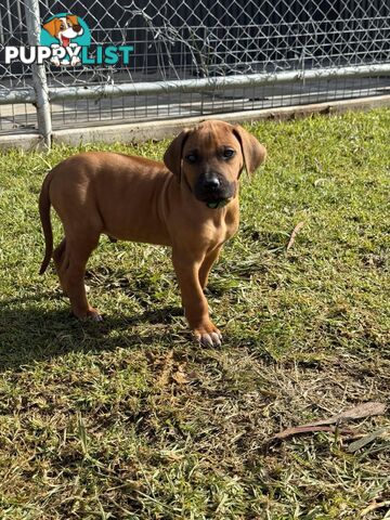 Rhodesian Ridgeback Puppies