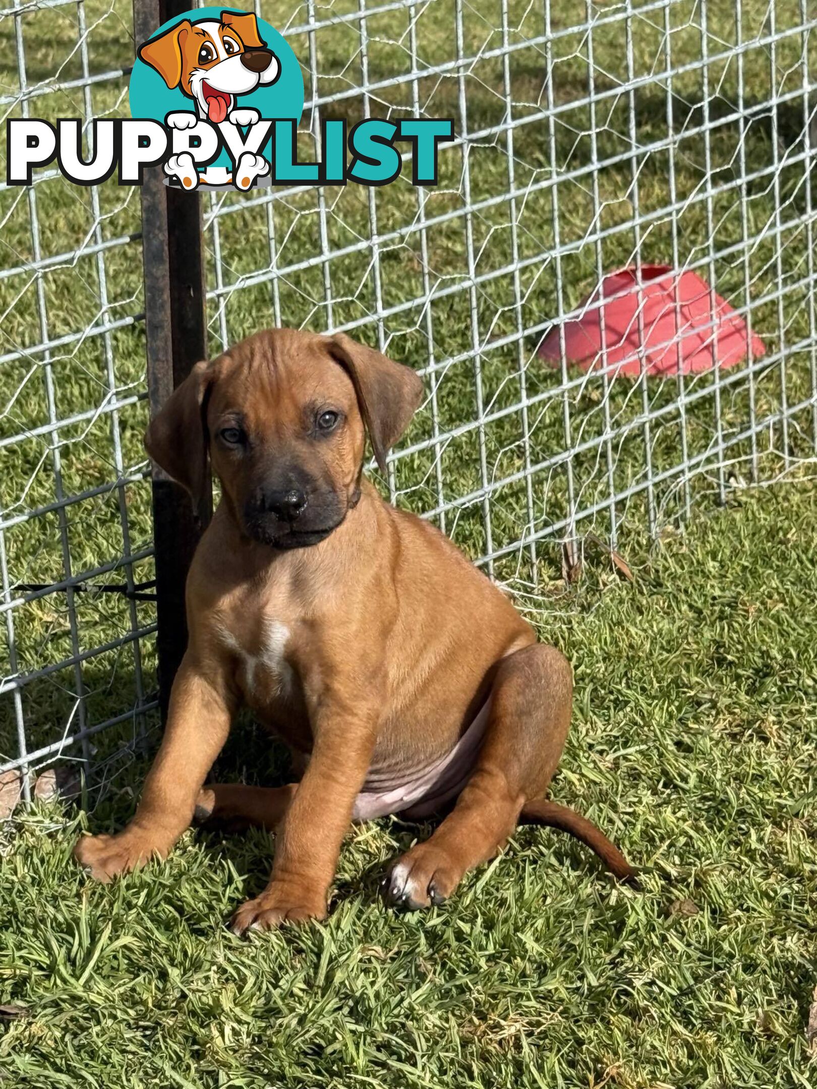 Rhodesian Ridgeback Puppies